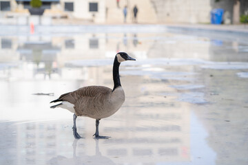 Canada Goose standing on the ice rink