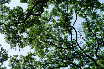 leaves against blue sky