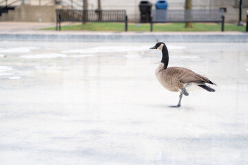 Canada Goose standing on the ice rink
