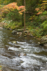 Stream flowing through fall leaves
