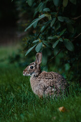 Obraz premium Cute wild rabbit