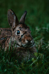 Cute wild bunny
