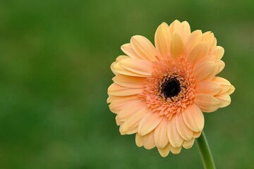 Blooming gerbera flower, full bloom close up. Blurred green natural background. With space for text.