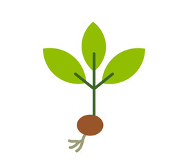 Spring little plant seedling with seed and roots.