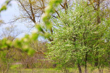 Blossom tree