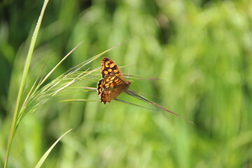 papillon orangé posé sur une plante