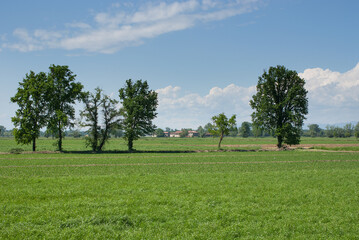 terreno agricolo coltivato in campagna