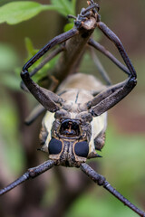 A long-horned beetle hanging from a branch