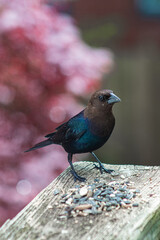 Brown headed cowbird