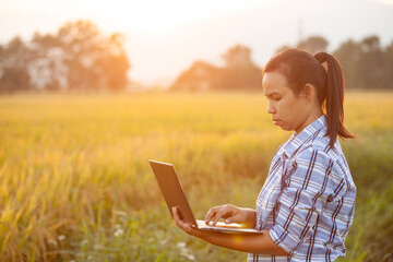 Farmer using laptop computer in cultivated paddy field in sunrise, modern technology application in agricultural growing activity