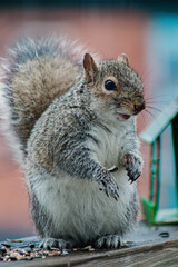 grey squirrel