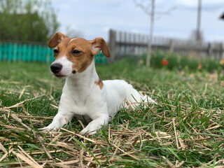 Jack russell terrier dog lies on the grass.