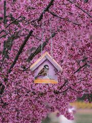 pink cherry blossom in spring birdhouse sparrow