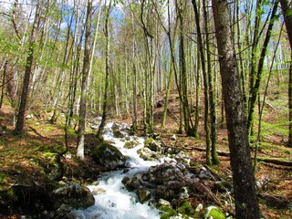 Mountain stream flowing down a slope through a beech forest in bright green spring foliage at Korita mostnice Gorenjska, Slovenia