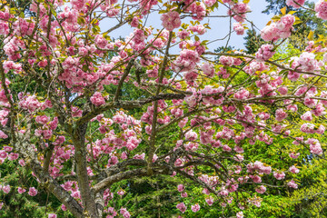 Blossoms Background At Park 7