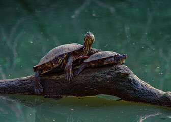 turtle on the log