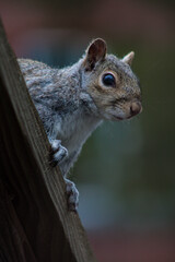 squirrel on a bench