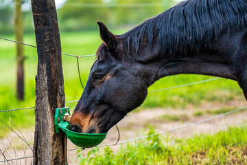 Horse head of a black horse .