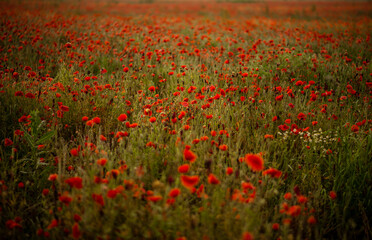 field with blooming red poppies