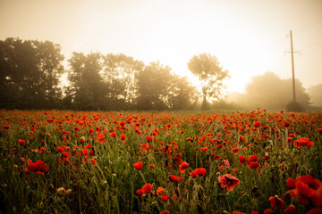 field with blooming red poppies