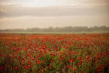 field with blooming red poppies