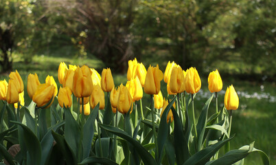 Yellow tulips in the garden for natural background