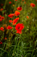 field with blooming red poppies
