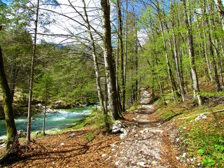 Hiking trail next to Mostnica river at Korita Mostnice near Bohinj in Gorenjska, Slovenia in spring with trees in bright green foliage