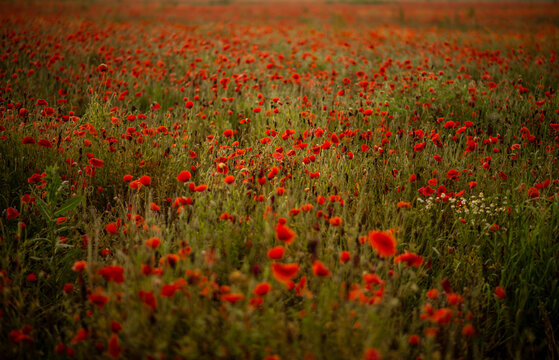field with blooming red poppies © маша тяжкун