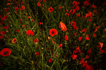field with blooming red poppies