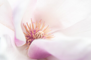 Magnolia flower blossom, macro view zoom inside