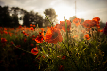 field with blooming red poppies