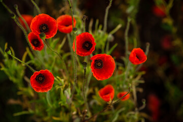 field with blooming red poppies
