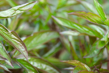 Leaves,foliage and green nature