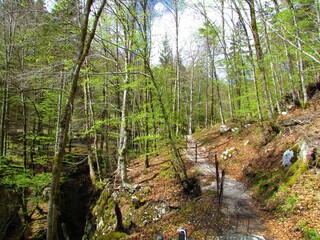 Walking trail next to Mostnica gorge in Gorenjska, Slovenia with the trees in bright green spring foliage