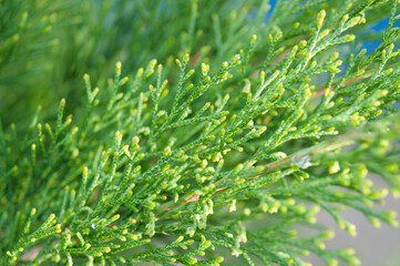Green young thuja branches on blurred background, close view