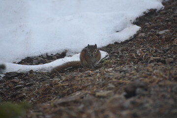 Squirrel Stare