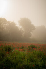 field with blooming red poppies