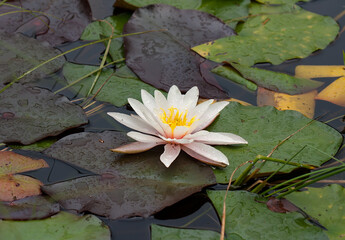 Pond, covered with Water Lily and floating green lily pads  - obrazy, fototapety, plakaty