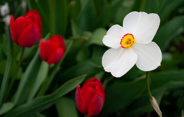 White spring daffodil in the garden, narcissus, close up, macro