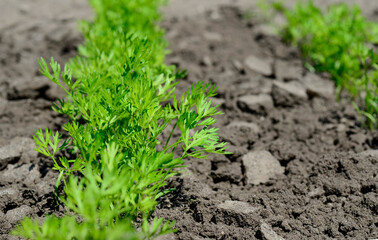 Young carrot seedlings in the garden in spring. Concept of ecology, cultivation, agriculture.