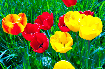 Fototapeta na wymiar Yellow and red tulips in the grass.