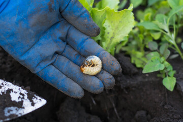 snail on a leaf