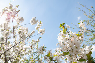 Spring cherry blossom flowers over blue sky