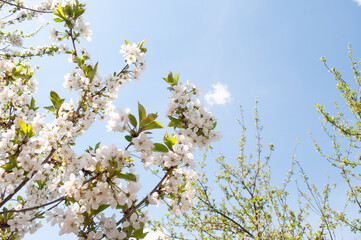 Spring cherry blossom flowers over blue sky