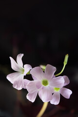 Oxalis violet indoor flower - oxalis triangularis. Butterfly-shaped leaves. Background for design, under the text. 