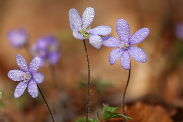 Leberblümchen