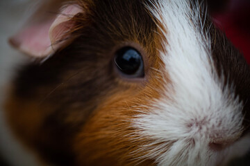 country pig portrait