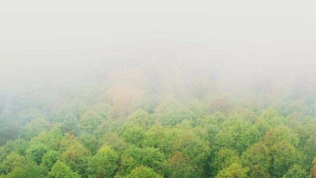 Aerial View 4K Flight Above Amazing Misty Forest Landscape. Scenic View Of Autumn Foggy Morning In Misty Forest Park Woods. Nature Elevated View