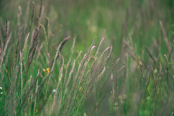 Green grass on the summer field